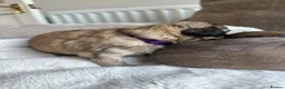 Mixed Breed dogs for sale: Stunning Chihuahua X puppies.  - Advert 24