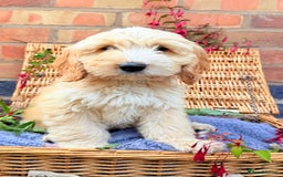 Australian Labradoodle dogs for sale: Australian labradoodle** READY TO GO** - Image 1