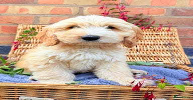 Australian Labradoodle dogs - Advert 5