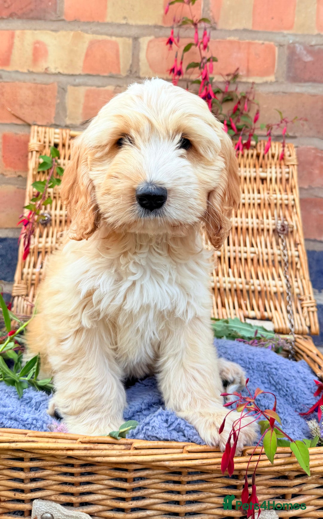 Australian Labradoodle dogs for sale: Australian labradoodle** READY TO GO** - Image 1