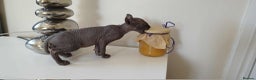 Sphynx cats for sale: Elf sphynx - Advert 11