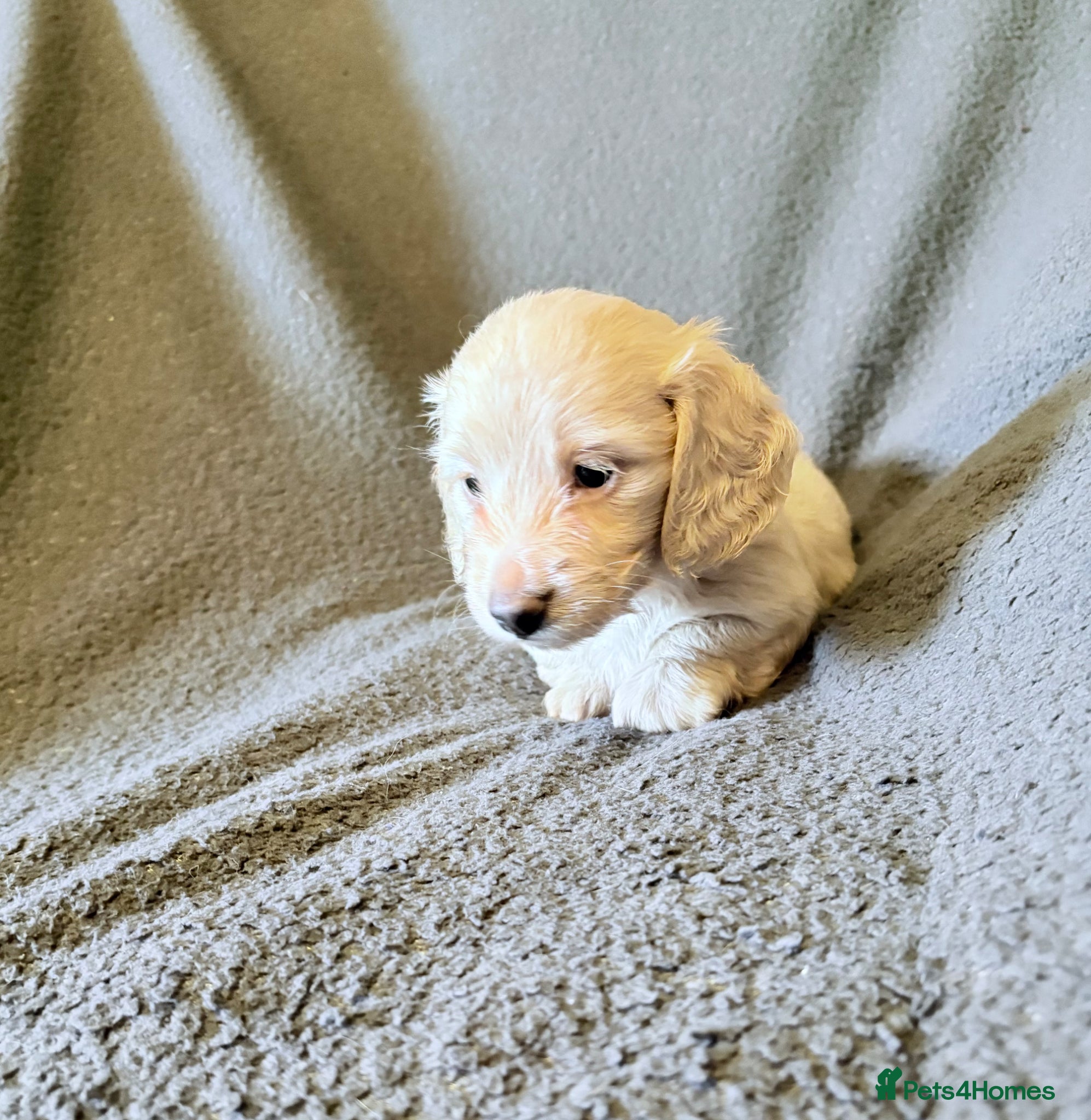 Miniature Dachshund dogs Long haired cream miniature dachshund puppies - Advert 18