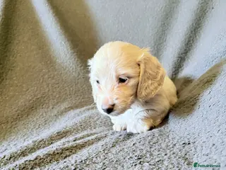 Miniature Dachshund dogs Long haired cream miniature dachshund puppies - Advert 1