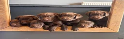 Labrador Retriever dogs for sale: Gorgeous Chunky Chocolate Labrador Puppies  in Tain - Advert 1