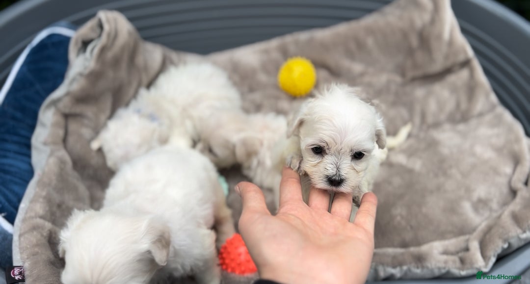 Bichon Frise dogs for sale: Beautiful Bichon Frise only 1 available  - Image 32