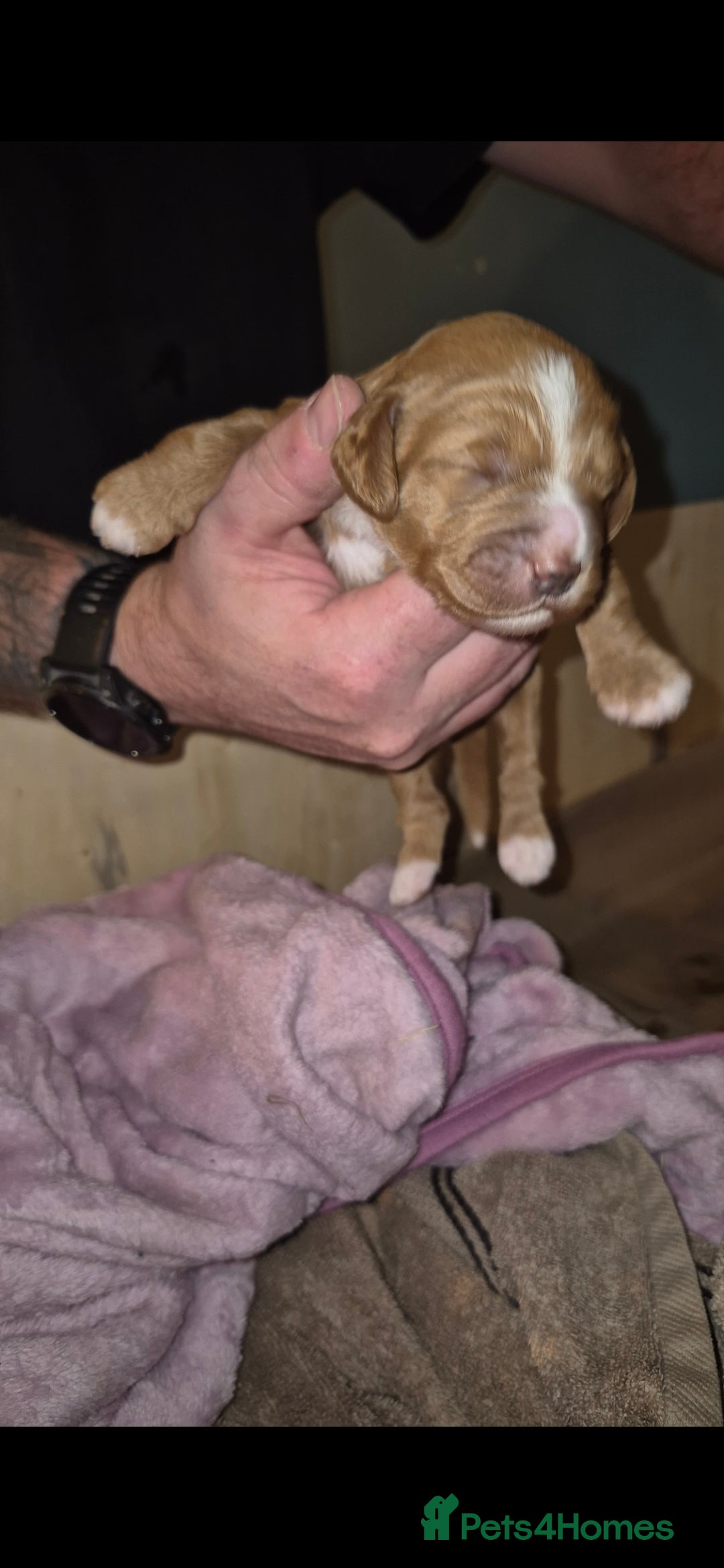 Australian Labradoodle dogs for sale: Australian Labradoodle Puppies  - Advert 11