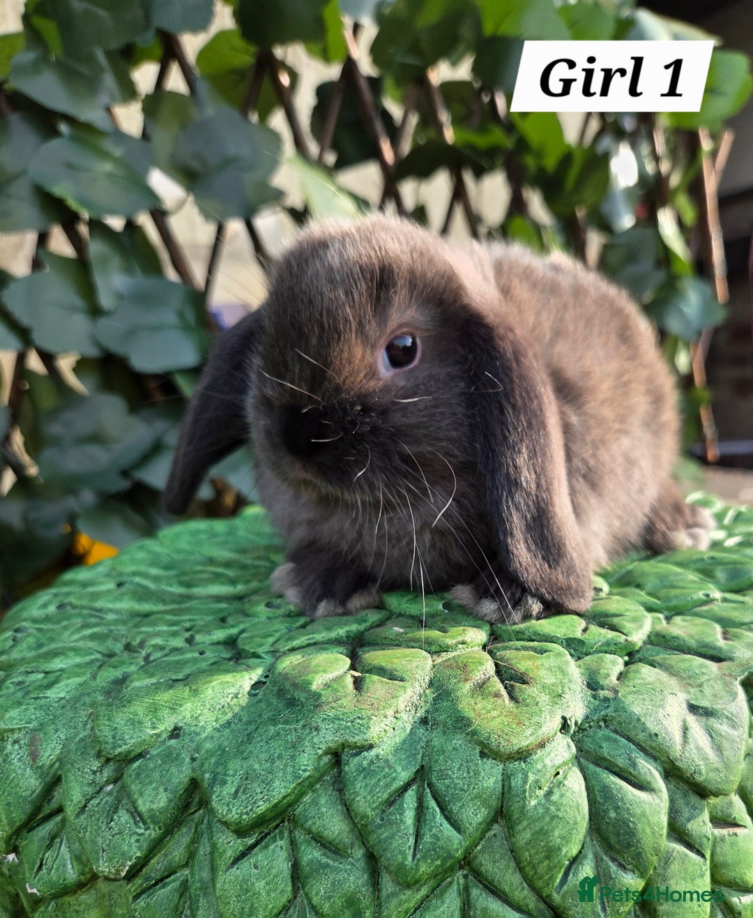 Mini Lop rabbits for sale: Pure bred Mini Lop Bunnies - Image 11