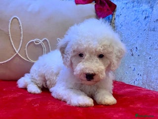 Toy Poodle dogs 2 Highly intelligent Poodle puppies ready now ✨🐩 - Advert 2