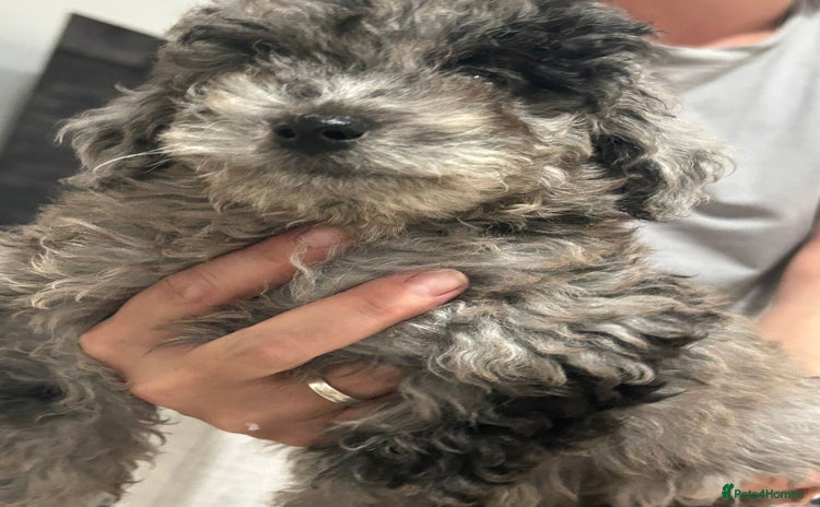Labradoodle dogs - Advert 8