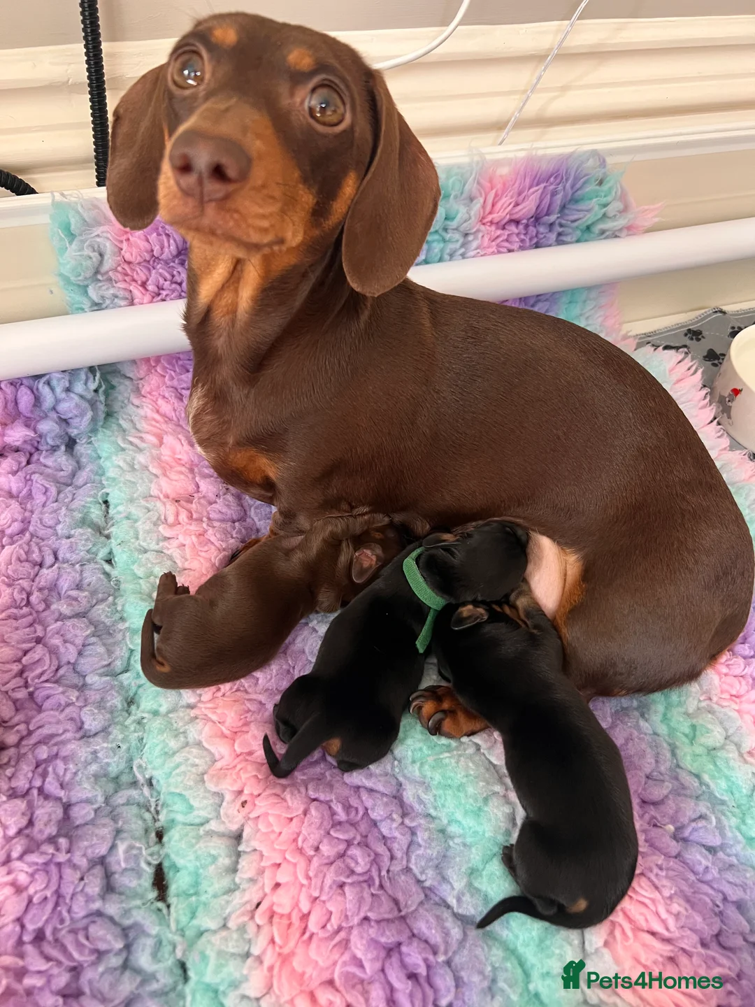 Miniature Dachshund dogs for sale: KC registered Miniature Dachshunds  in East Cowes - Advert 2