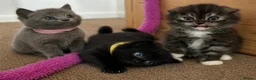 Mixed Breed cats for sale: GORGEOUS British Shorthair& ScottishFold Kittens - Advert 20