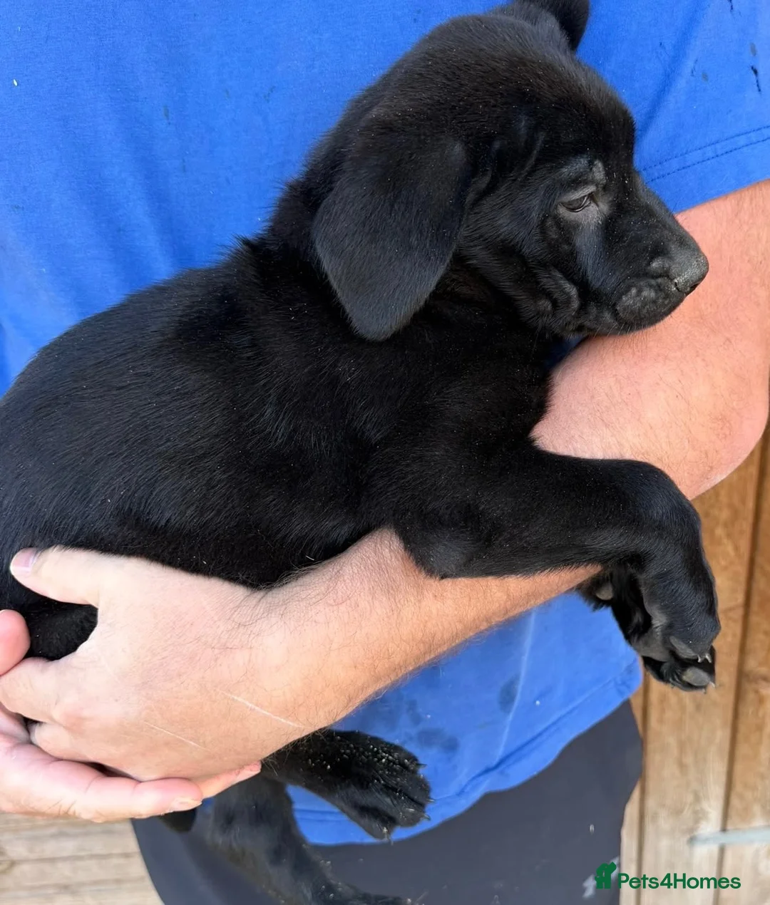 Mixed Breed dogs for sale: Beautiful boy  - Advert 2