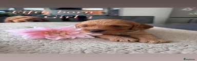 Cockapoo Zoja