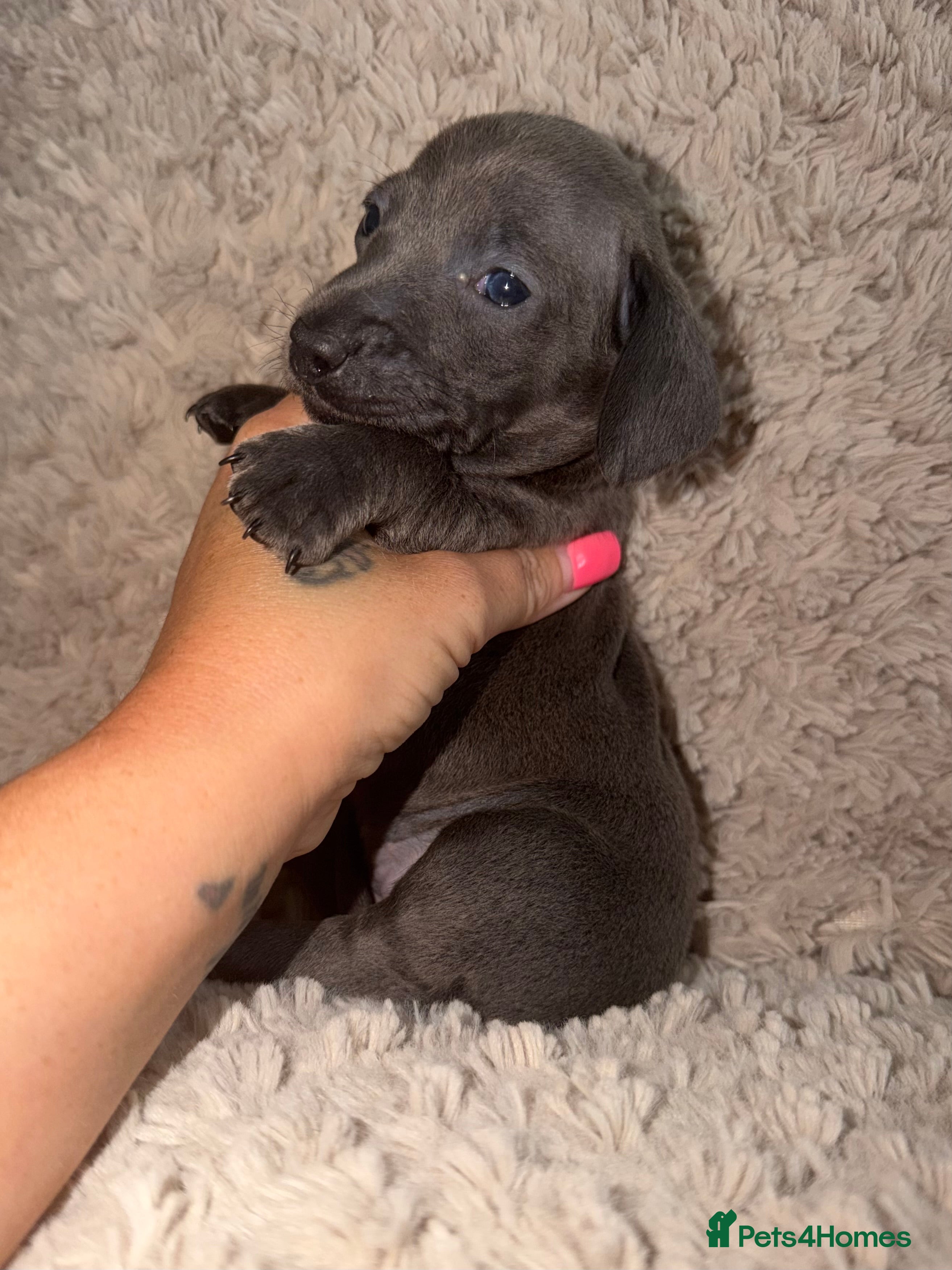 Miniature Dachshund dogs Kc registered kaninchen dachshunds  - Advert 8