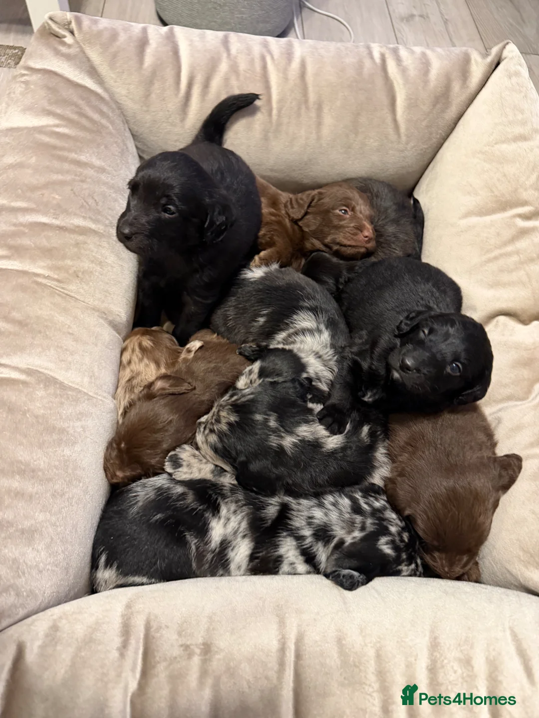 Labradoodle dogs for sale: 10 exceptional Labradoodle puppies F1 in Winsford - Advert 2