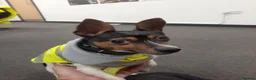 Mixed Breed dogs for stud: Arco - Jack Russell/Chihuahua X for Stud in Preston - Advert 14