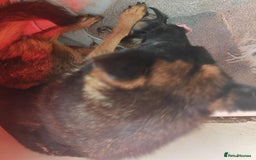 Mixed Breed dogs for sale: German shepherd x Alaskan malamute - Image 8
