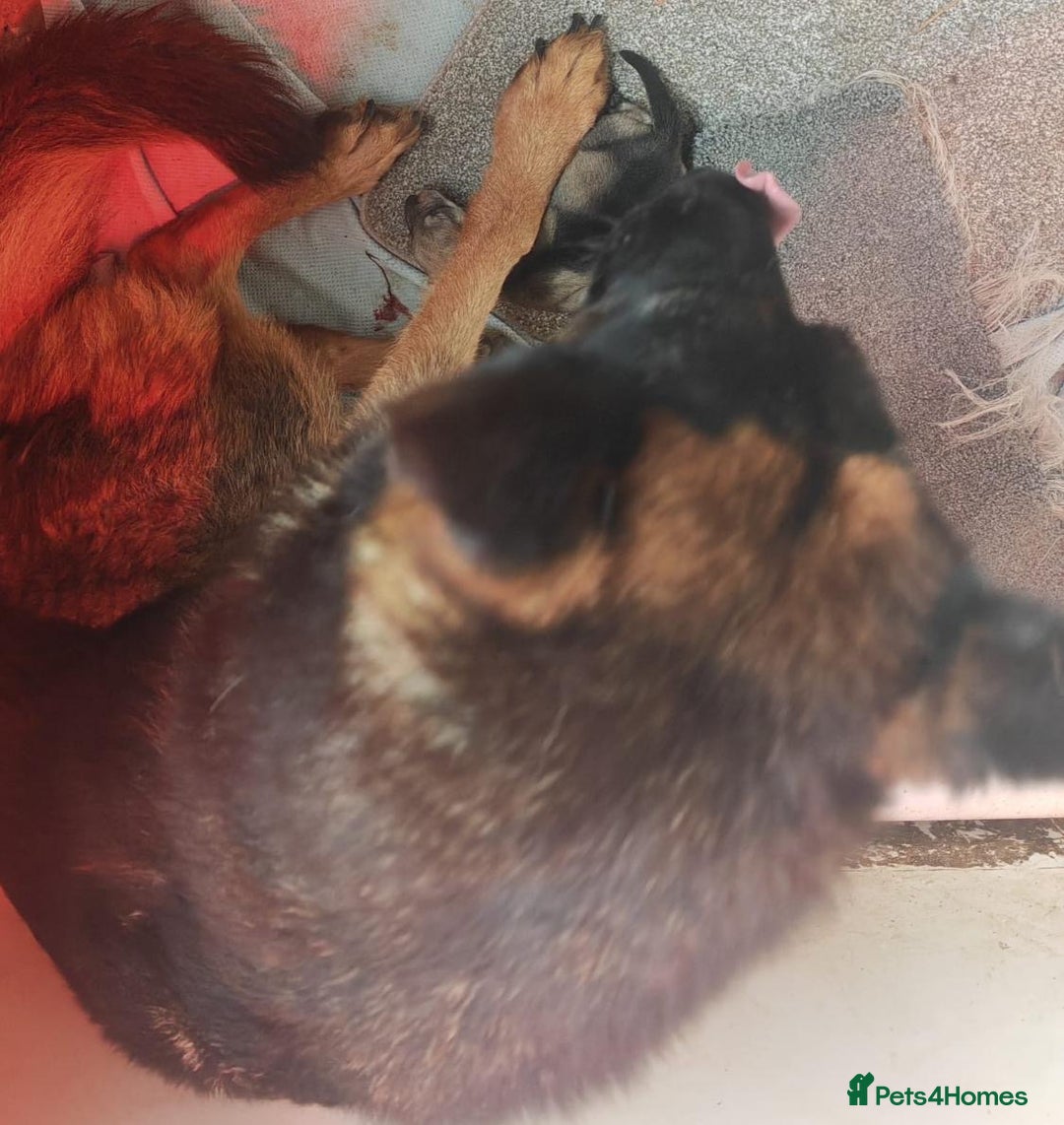 Mixed Breed dogs for sale: German shepherd x Alaskan malamute - Image 8