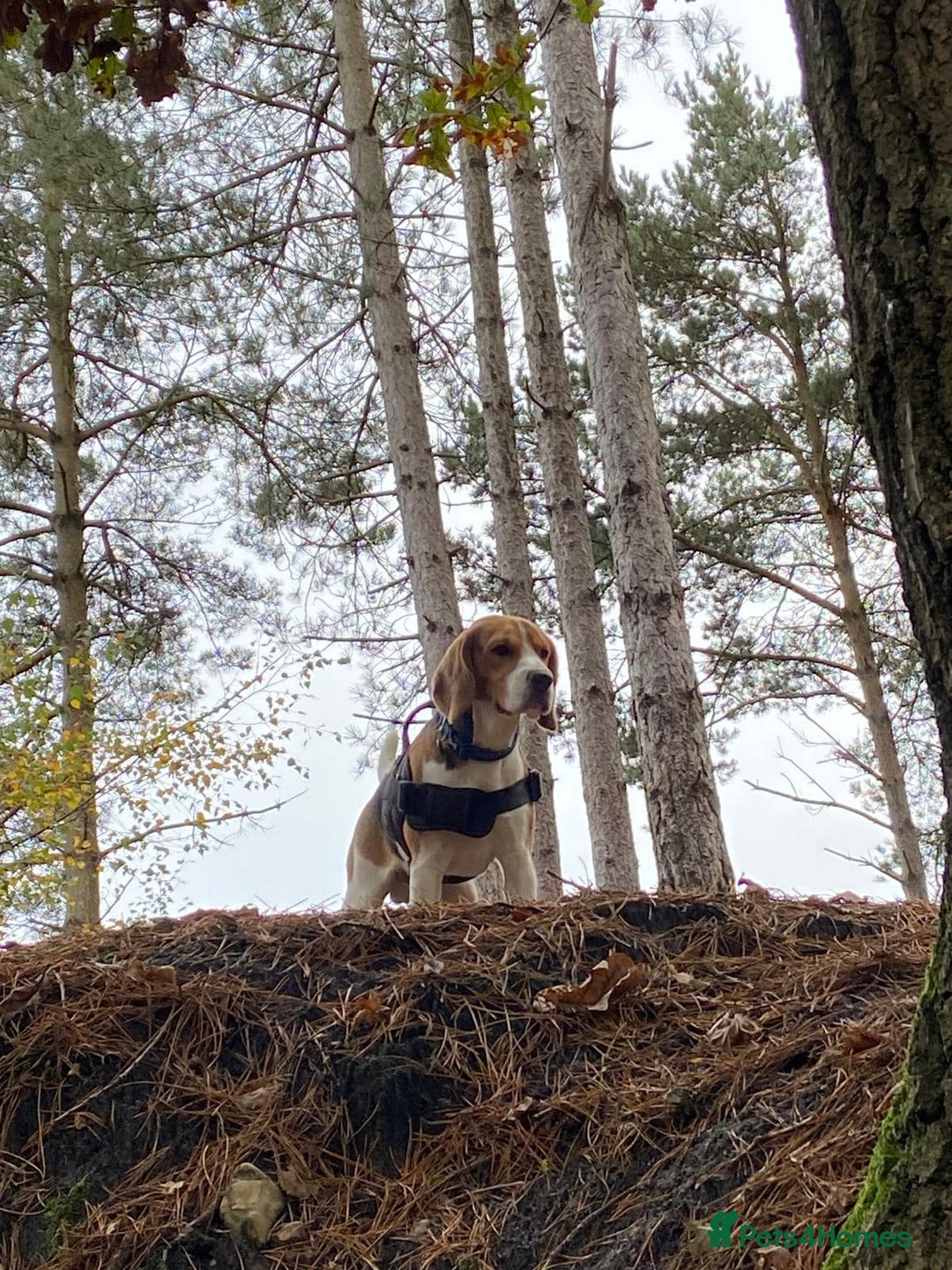 Beagle dogs for stud: Pedigree Beagle for Stud in Aldershot - Image 10