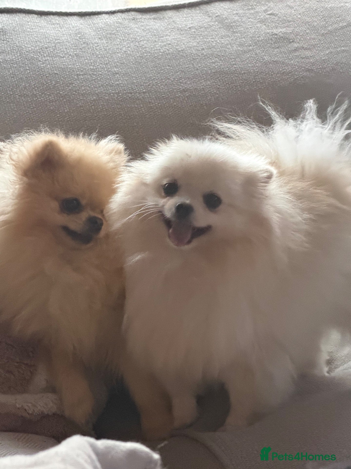 Pomeranian dogs KC registered cream pomeranian female  - Advert 12