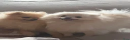 Pomeranian dogs for sale: KC registered cream pomeranian female  - Advert 5