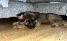 German Shepherd dogs for sale: Beautiful German shepherd boy - Image 4