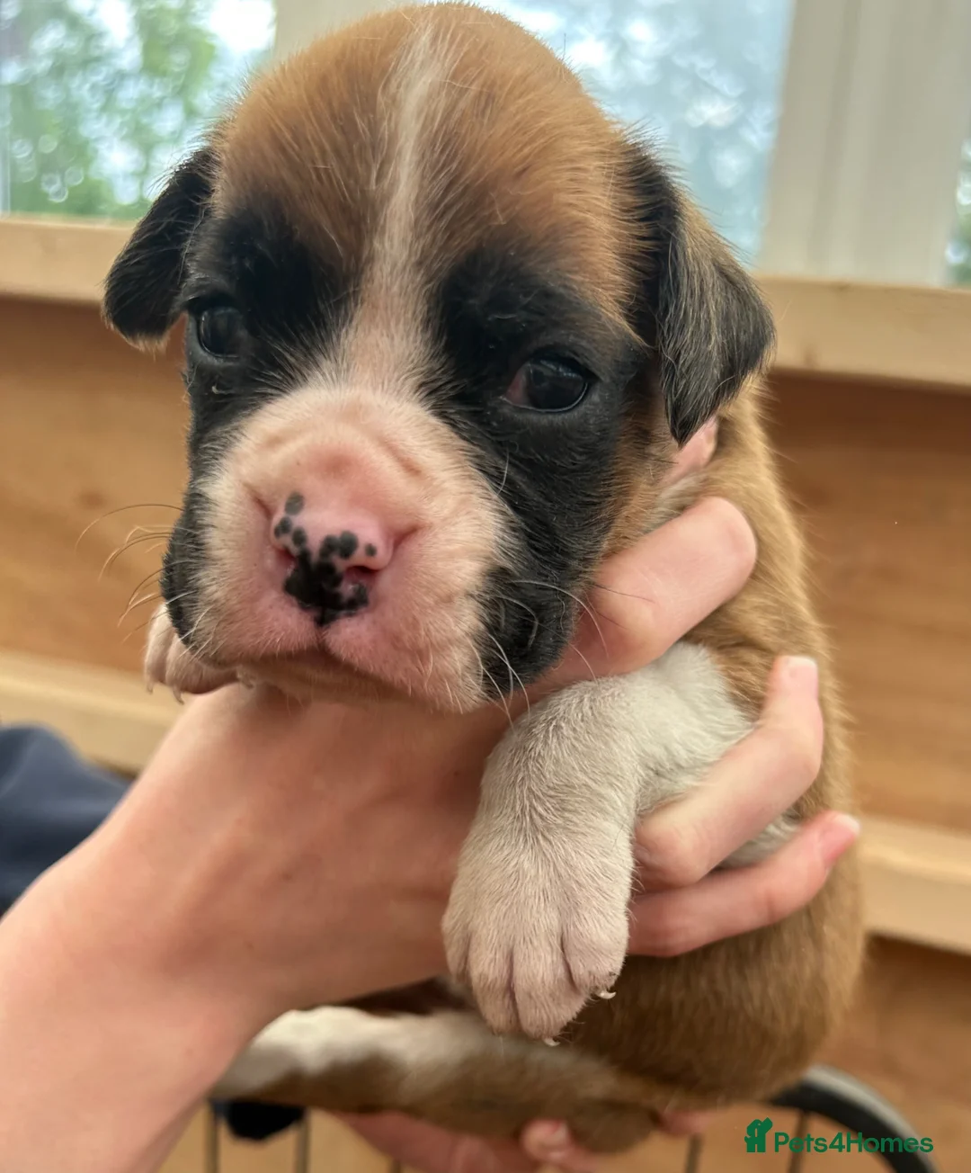 Boxer dogs for sale: 5 Star license breeder. 23 years experience  - Advert 4