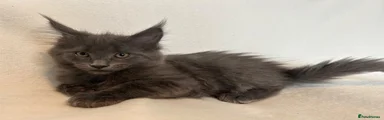 Maine Coon 4