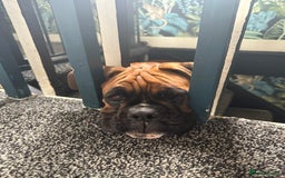 Boxer dogs for sale: Beautiful girl deserves the world 8 months old - Image 8