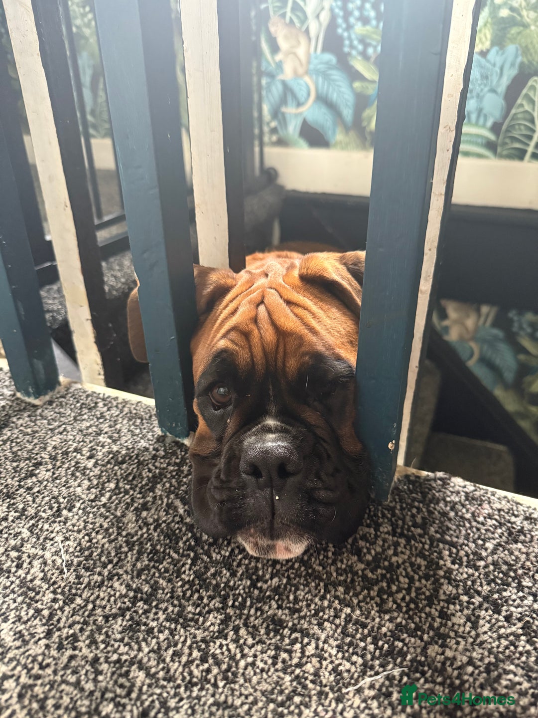 Boxer dogs for sale: Beautiful girl deserves the world 8 months old - Image 8