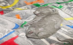 British Shorthair cats for sale: British shorthair 1 male left!!  in Crewe - Image 10