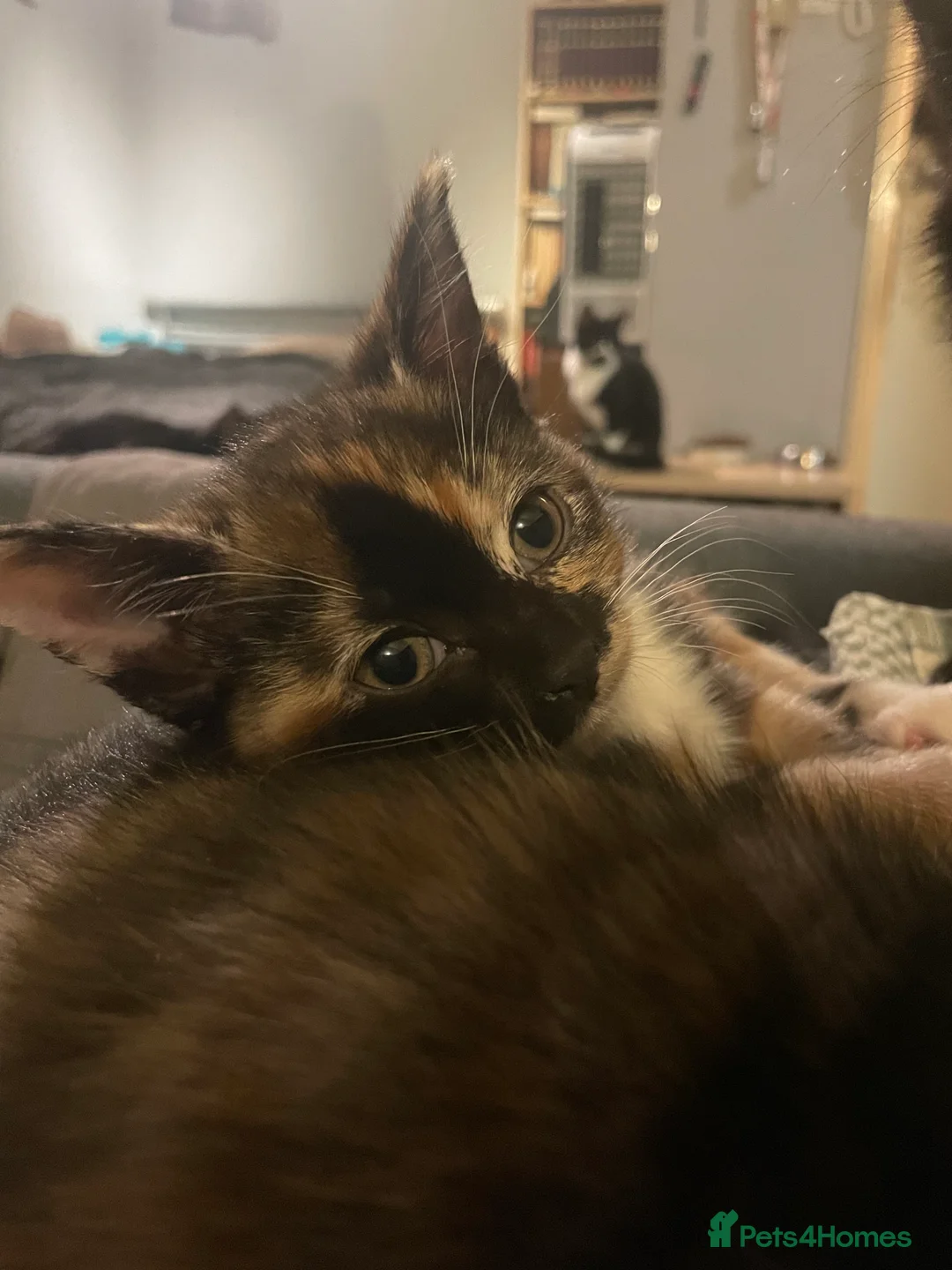 Mixed Breed cats for sale: 5 beautiful tortoiseshell+white and black kittens - Advert 6