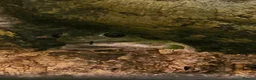 Frog reptiles for sale: Whites tree frogs x 3 and full set up - Advert 9