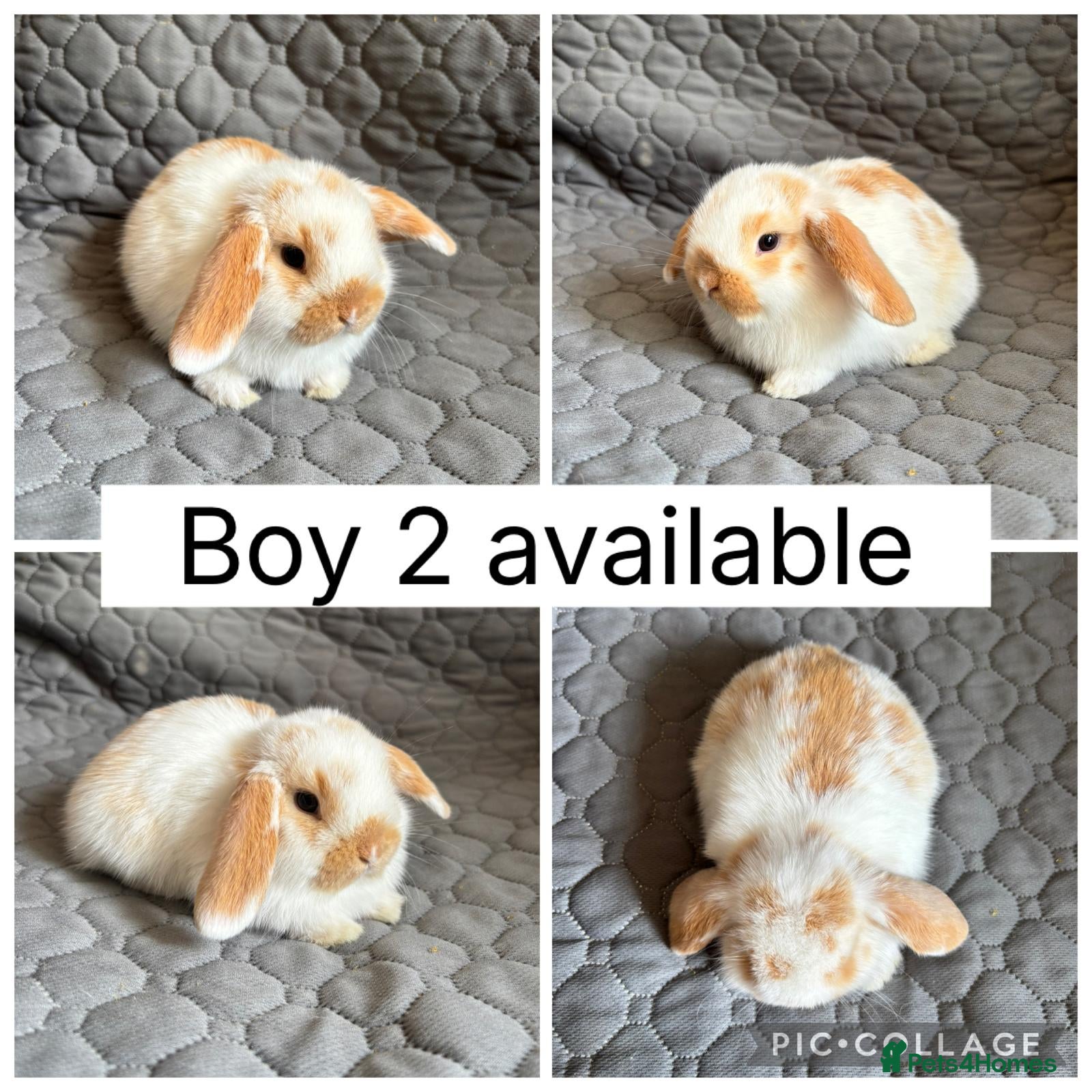 Mini Lop rabbits 5 beautiful baby mini lops ready to reserve - Advert 2