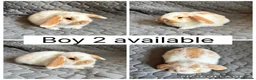 Mini Lop rabbits for sale: 5 beautiful baby mini lops ready to reserve - Advert 2