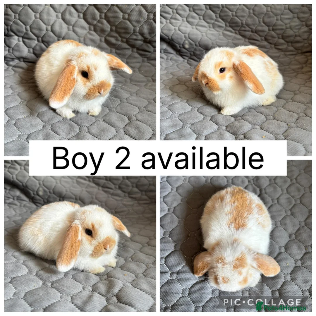 Mini Lop rabbits for sale: 5 beautiful baby mini lops ready to reserve - Advert 2