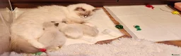 Ragdoll cats for sale: Ragdolls in Nelson - Advert 5