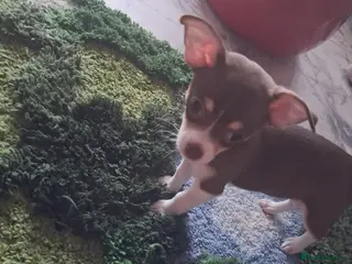 Chihuahua dogs Chiuhuhua cap short-haired - Advert 16