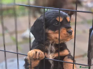 Cocker Spaniel dogs Working cocker spaniel pup boy - Advert 17