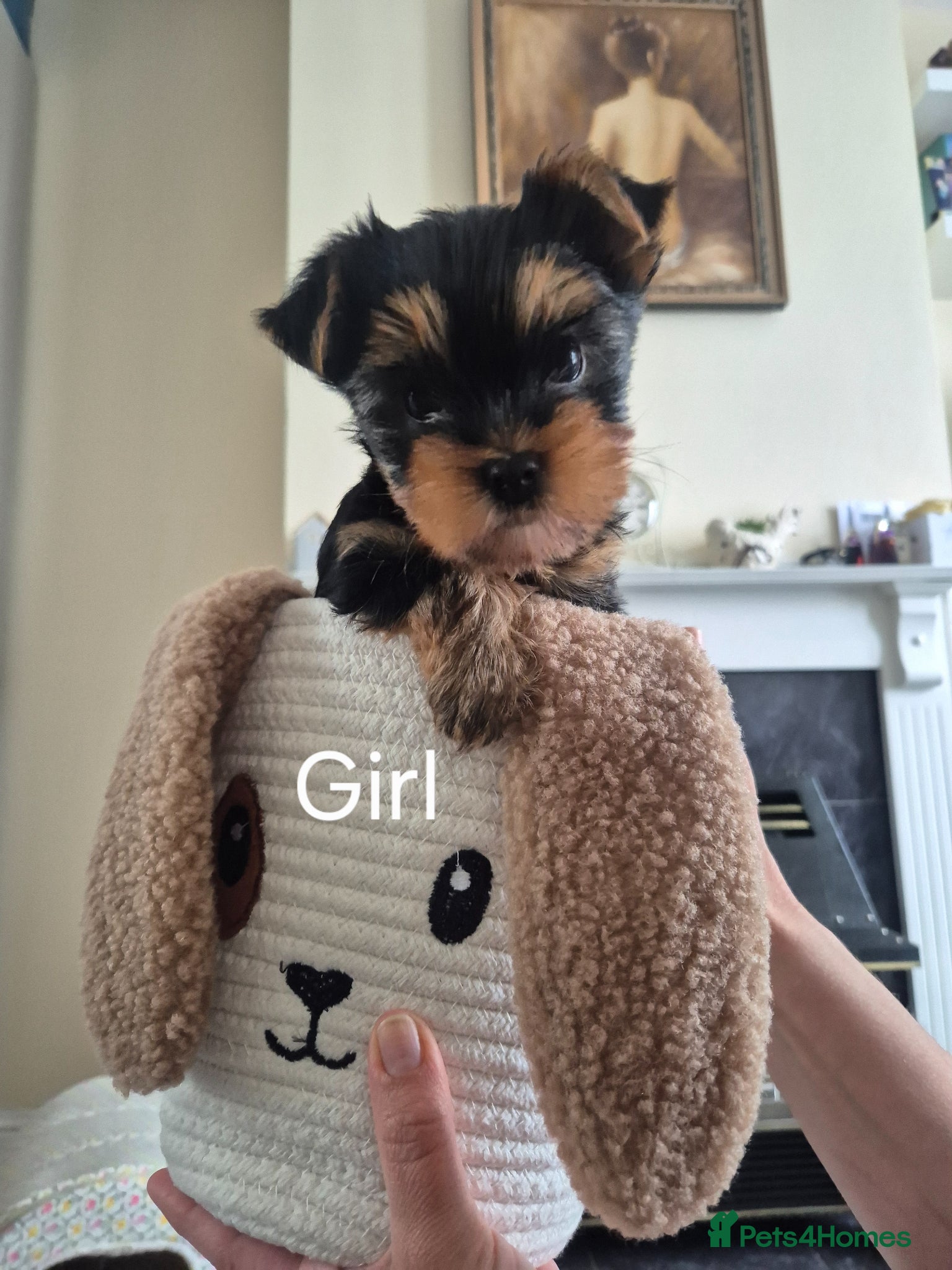 Yorkshire Terrier dogs KC Registered Yorkshire Terrier Puppies  - Advert 15