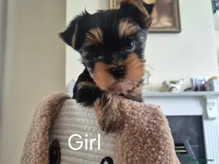 Yorkshire Terrier dogs KC Registered Yorkshire Terrier Puppies - Advert 15