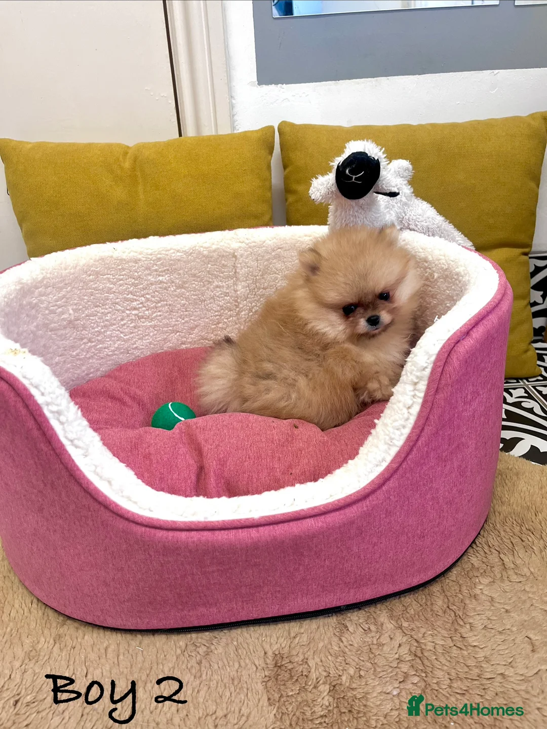 Pomeranian dogs for sale: Top Quality 🐻 Teddy Bears  - Advert 10