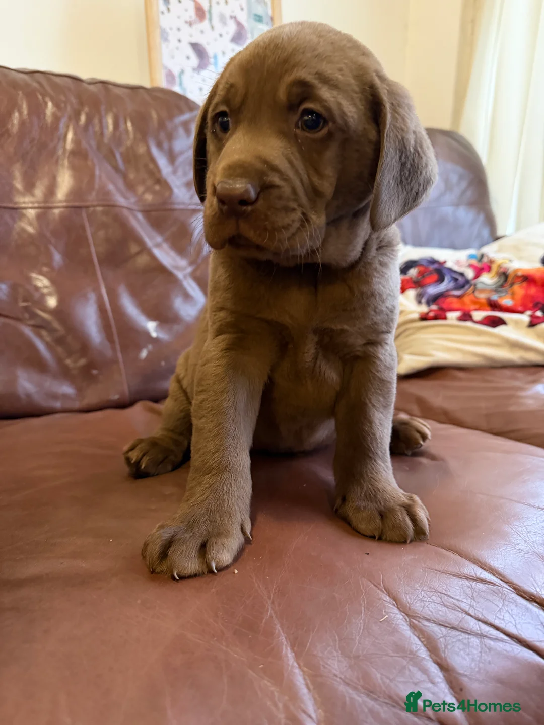 Labrador Retriever dogs for sale: Chocolate Labrador Puppies - Advert 14