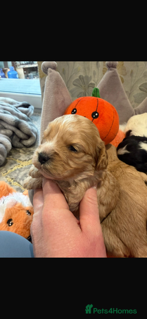 Cavapoo dogs - Advert 14