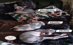 Sphynx cats for sale: ❤️ beautiful Canadian Sphynx ❤️ - Image 3