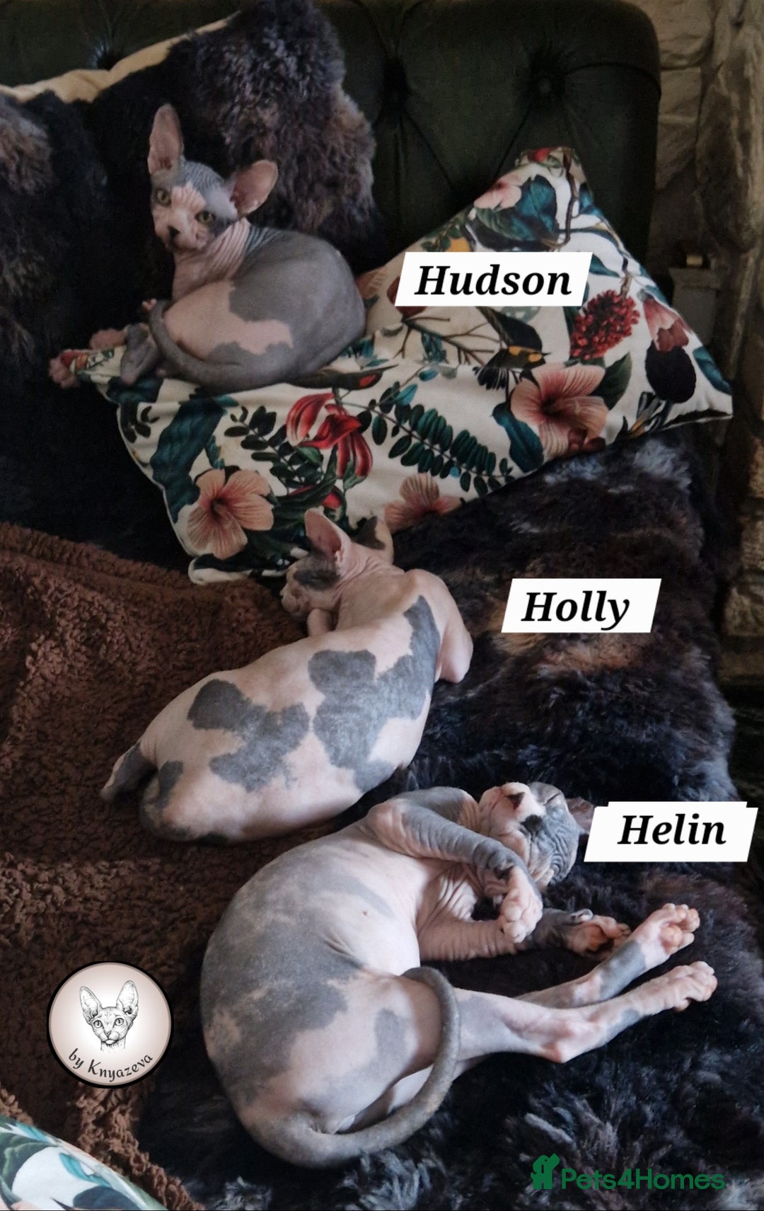 Sphynx cats for sale: ❤️ beautiful Canadian Sphynx ❤️ - Image 3
