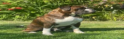 Boxer dogs for stud: Health tested proven boy for stud - Advert 4