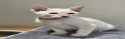 Siamese cats for sale: GCCF Registered Traditional Siamese Kittens.  - Advert 8