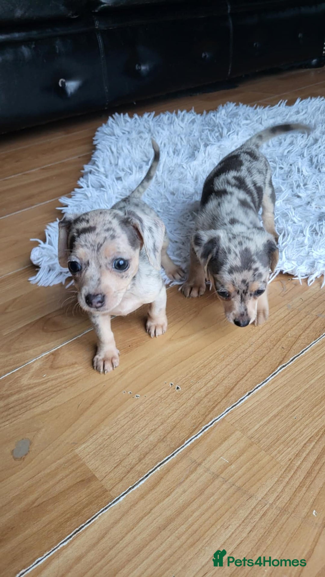 Mixed Breed dogs for sale: Mini dachshunds for sale - Image 1