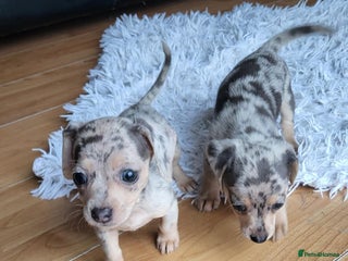 Mixed Breed dogs - Advert 29